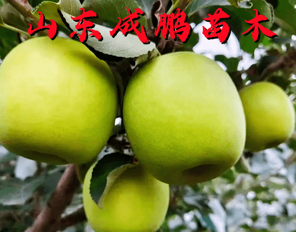 瑞雪蘋(píng)果