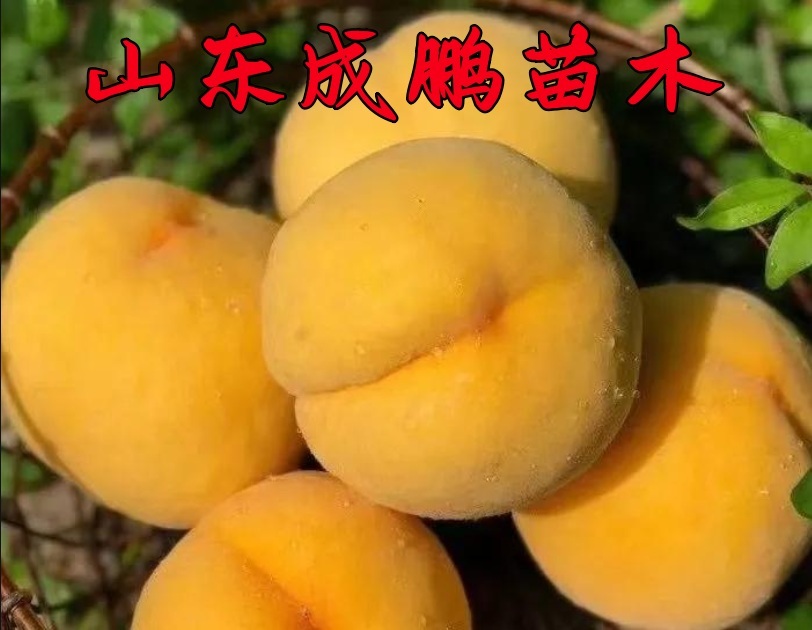 秦桃2號