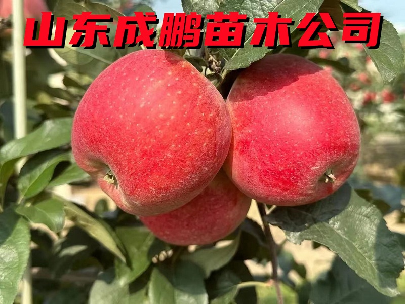 紅思尼可蘋果