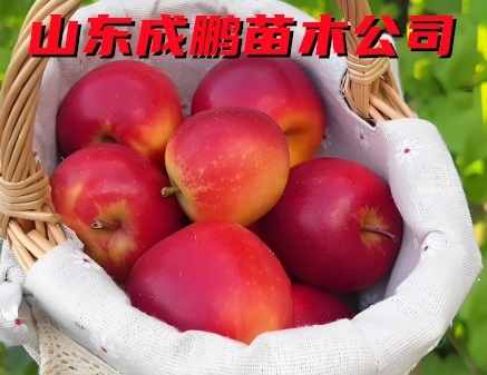 樂棋蘋果