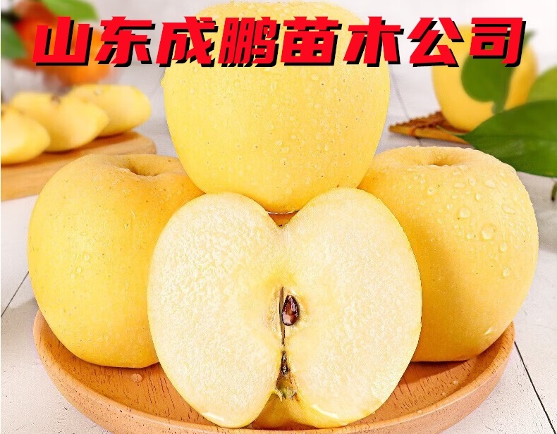維納斯黃金蘋果