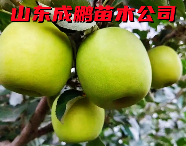 瑞雪蘋果