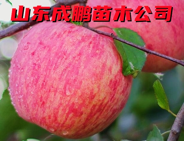 條紅富士蘋果