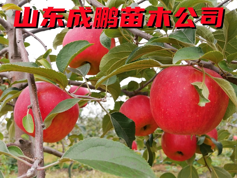 馨元萃蘋果