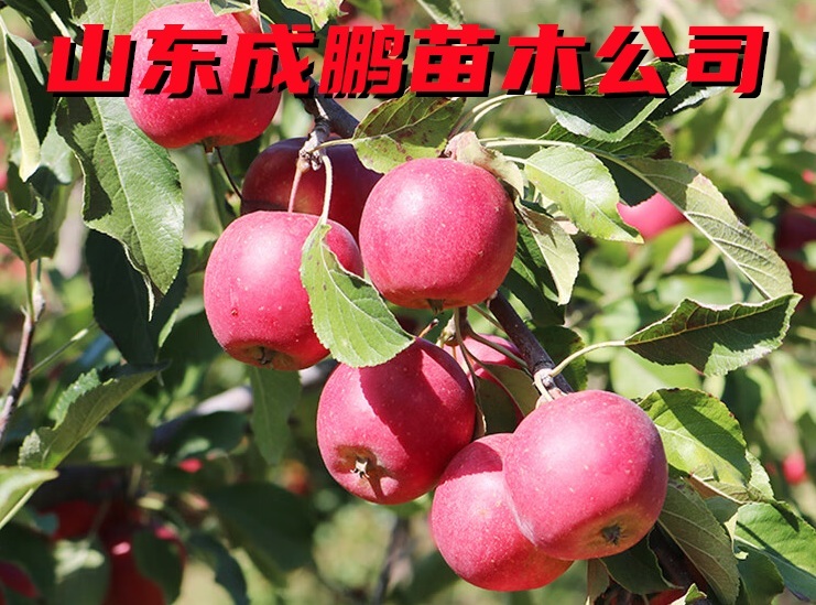 乙女蘋果