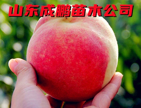 冰糖蜜桃