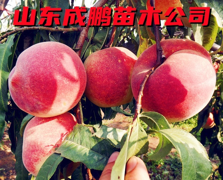 紅仙脆桃