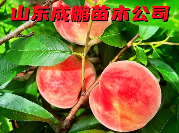 日本井田