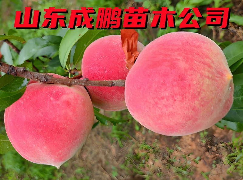 秋雪桃
