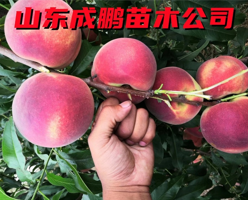秋彤桃