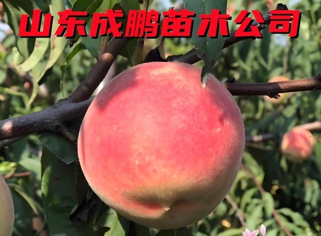 迎秋蜜桃