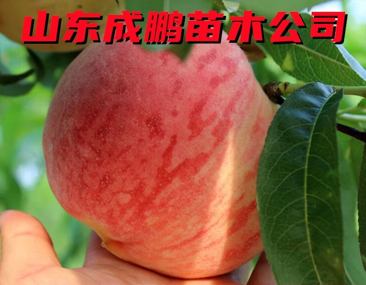 突圍桃