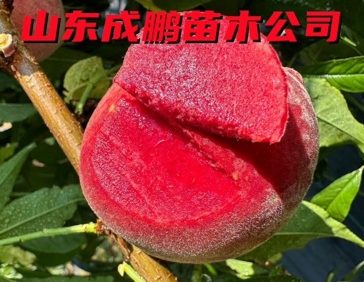 天仙紅血桃