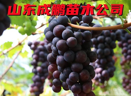 巨峰葡萄