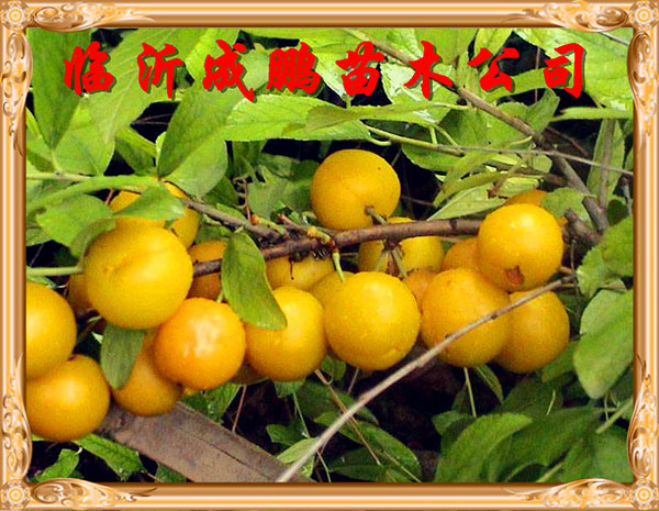 黃珍珠2號(hào)高鈣果