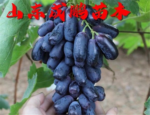 甜蜜藍寶石