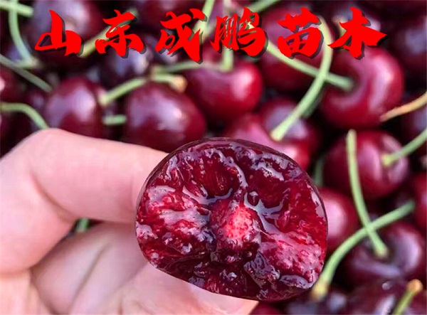 俄羅斯8號(hào)大櫻桃
